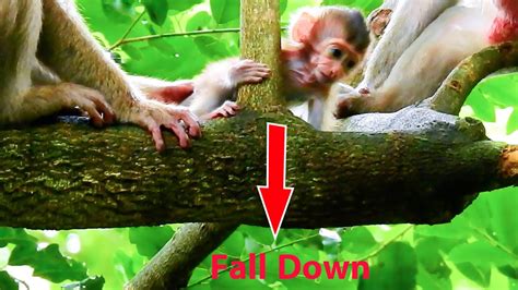 This is the way we shake off the apples so early in the morning. . Baby monkeys falling out of trees